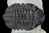 Morocops Trilobite - Visible Eye Facets #120081-2